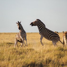 Zwei kämpfende Zebras in Namibia