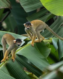 Zwei Squirrel Monkeys spielen im Grünen