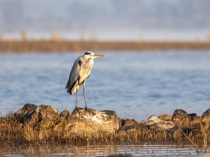 Bootsafari Graureiher