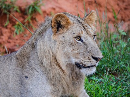 ?????????????????????????????????????????????????????????????????????? Lion lying on the red ground in Tsavo East National park, Kenya africa