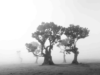 Schwarz-weiß-Fotografie von knorrigen Bäumen im Nebel auf Madeira