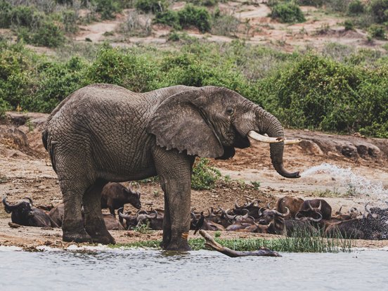 Elefant in Uganda steht am Wasser