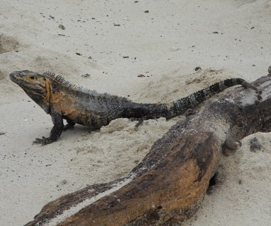 Panama Rundreise 2 Wochen - Reptil im Sand - 