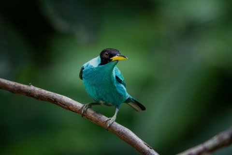 quetzal vogel - Vogel