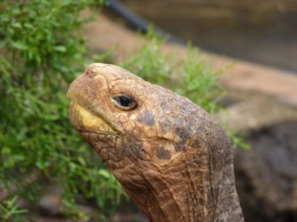 Ecuador & galapagos reise - Schildkröte streckt ihren Kopf