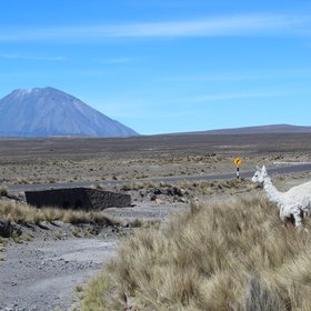 Ein Alpaka läuft vor einem Vulkan