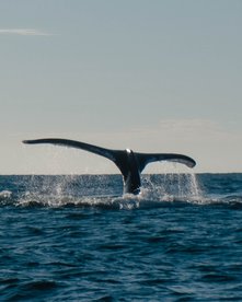 Fluke eines Wals über dem Wasser