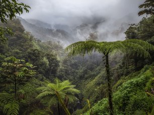 Costa Rica Pflanzen und Nebel im Regenwald