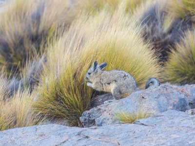 Chinchilla auf dem Feld in Chile