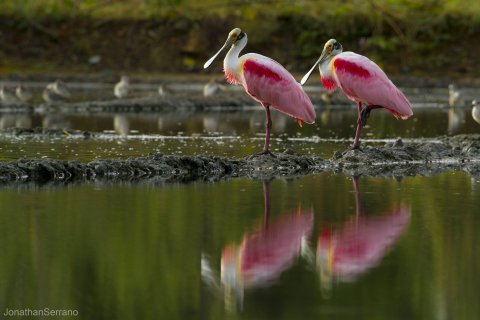 quetzal vogel - Pelikan