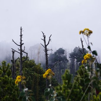 Mystische Stimmung an einem Wald am Vulkan Acatenango