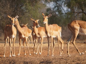 Kleine Impala Herde im Licht der Abendsonne