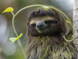 Faultier an einem Stamm mit einer Ranke ums Gesicht
