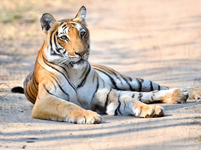 Tiger liegt auf einer Straße