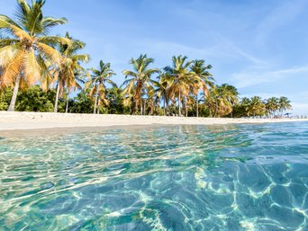 Türkisblaues Meer und Palmen