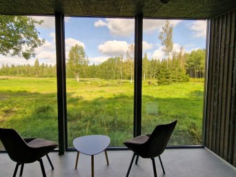 Bär steht auf Waldlichtung