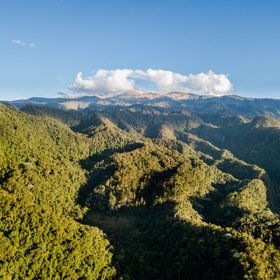 Dichter grüner Dshcungel in Kolumbien