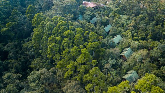 quetzal vogel - La Tigra Rainforest Lodge