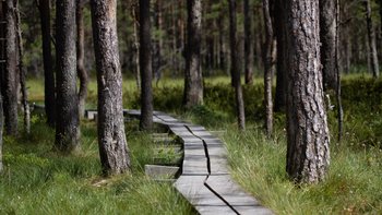 Steg führt durch ein Moor in Estland