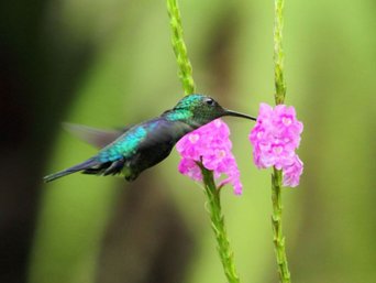 Fliegender Kolibri an einer Blume