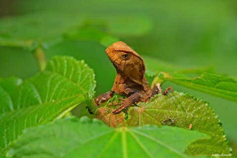 Costa Rica Fotoreise