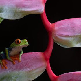 Costa Rica Pfeilgiftfrosch