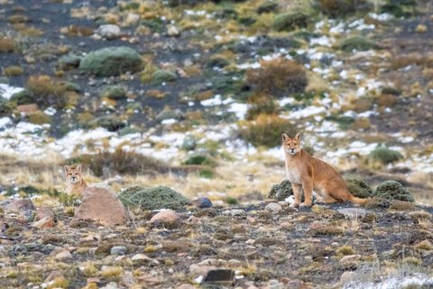 Puma walking in mountain environment, Torres del Paine National Park, Patagonia, Chile.