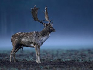 Hirsch im Morgengrauen