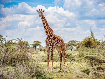 Giraffe in afrikanischem Buschland - Botswana Highlights