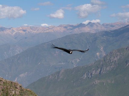 Peru Gruppenreise - Condor im Tiefflug
