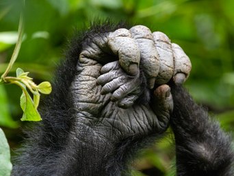 Sich umgreifende Gorillahände.