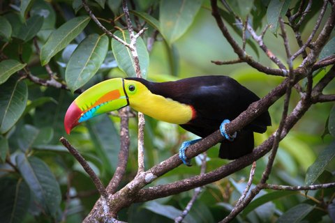 quetzal vogel - Tukan