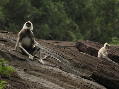 Tiere in Sri Lanka: Weißbartlanguren sitzen 