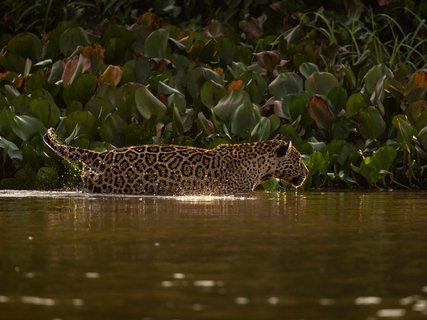 Jaguar im Gegenlicht