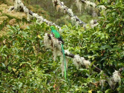 Nicaragua Rundreise - Quetzal auf einem Ast