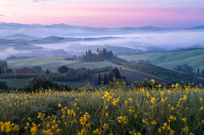 Eine gelbe Blumenwiese vor nebeliger Landschaft bei pinkem Sonnenuntergang