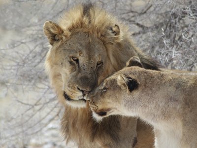 Tiere in Namibia: Löwenpärchen berührt sich am Kopf