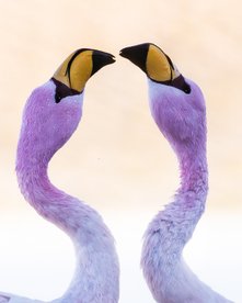 Zwei Flamingos küssen sich