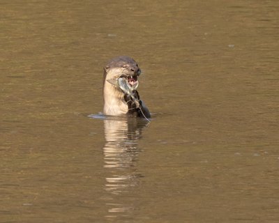 Indischer Fischotter
