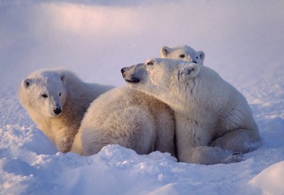 Naturreisen Europa/ Natururlaub Europa Eisbären Spitzbergen