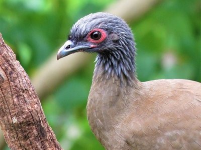 Costa Rica exotische vögel	
