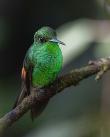 Kolibri im Nebelwald 