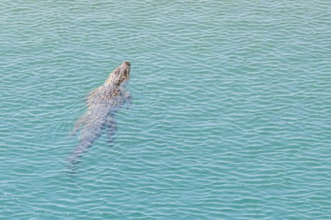 Ein ausgewachsenes Sumpfkrokodil schwimmt in einem klaren Fluss