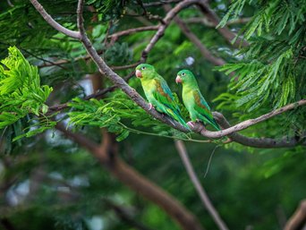 Zwei Tovisittiche auf einem Baum in Managua