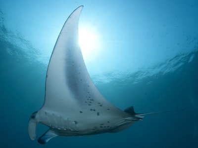 Mantarochen