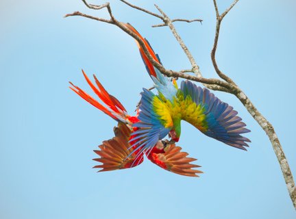 Osa Halbinsel - Aras an einem Ast