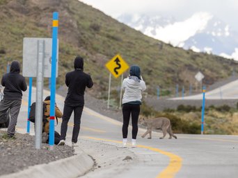 Puma läuft durch Menschengruppe