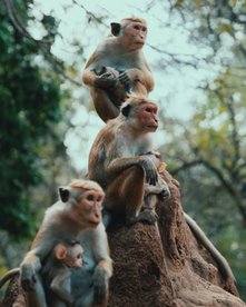 Sri Lanka Rundreise 2 Wochen