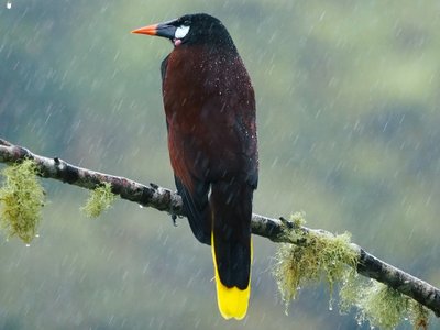 Costa Rica Vogel