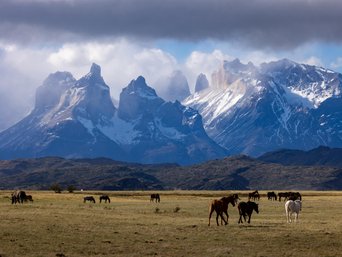 pferde grasen auf ebene vor bergkulisse